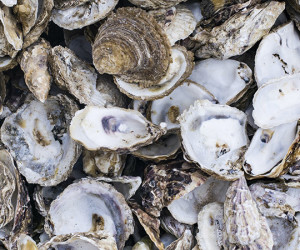 De_la_coquille_a_la_poche_le_Finistere_Nord_valorise_les_dechets_de_lhuitre_rich-rhubbardstockfootage-800px