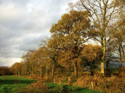 Une_filiere_bois_qui_valorise_le_bocage_bocage-tregor-1000px-2